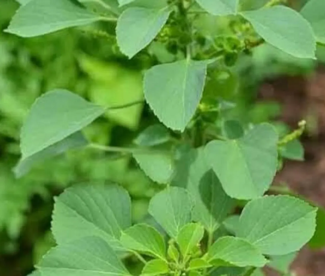 kuppaimeni