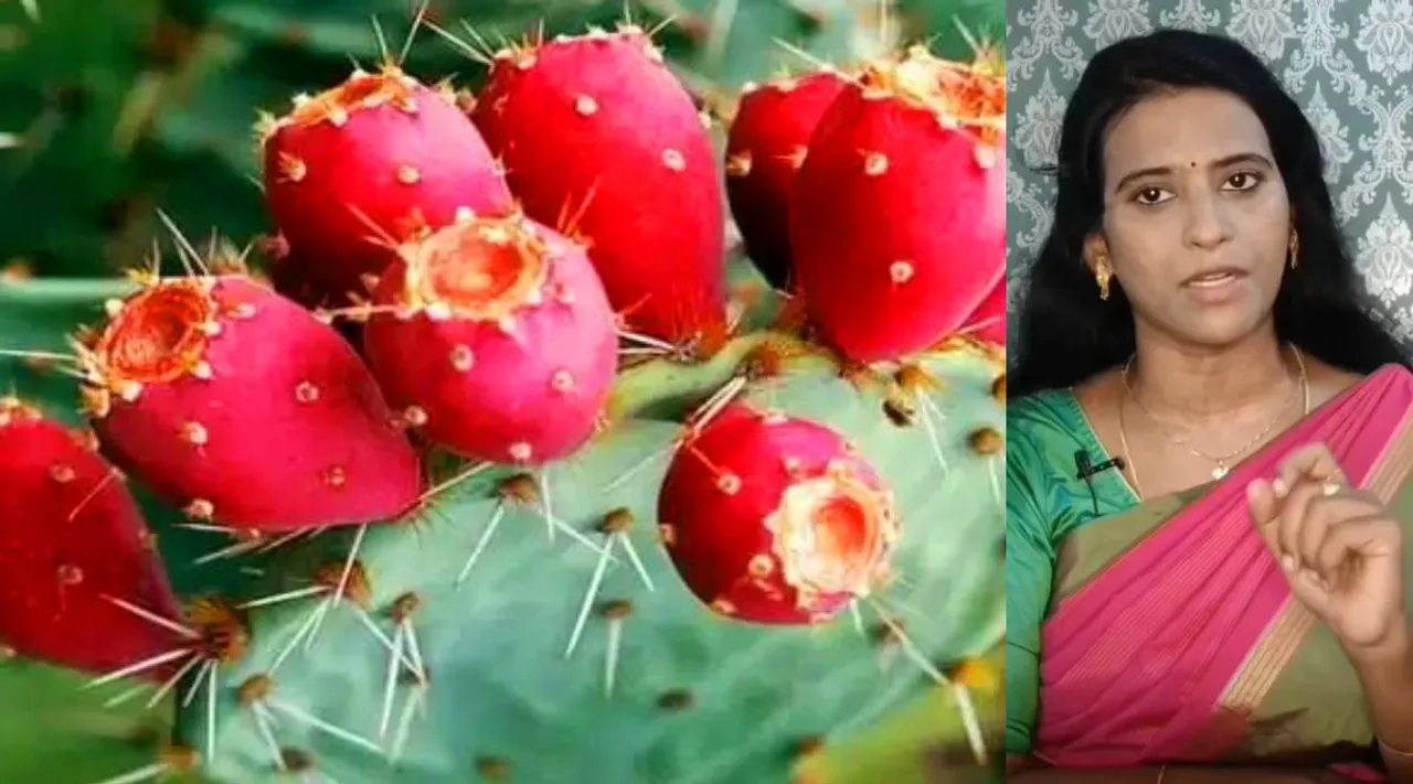 Chapathikalli pazham 