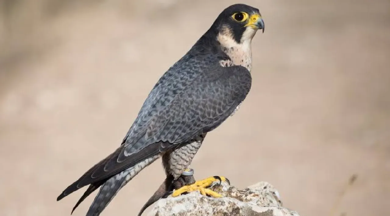 Peregrine falcon