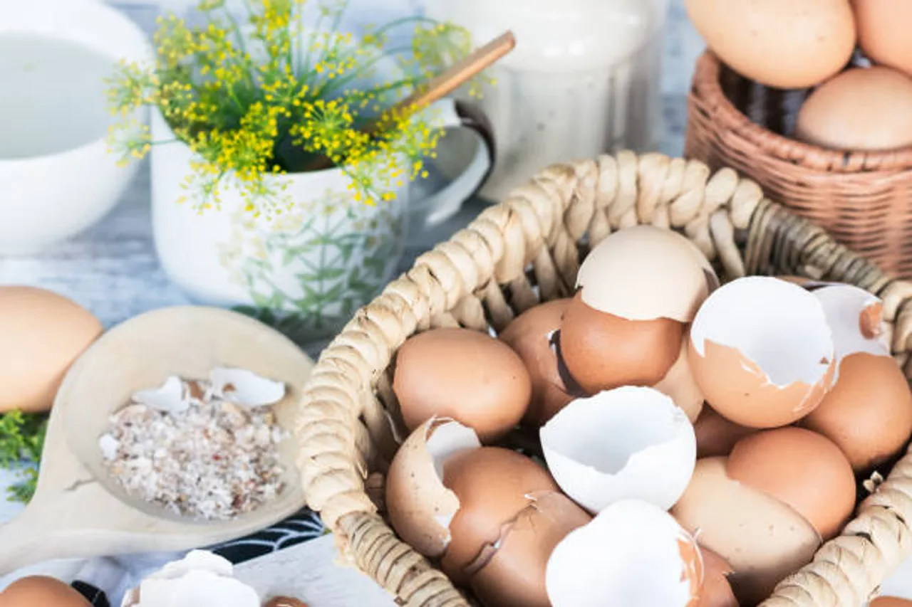 egg
