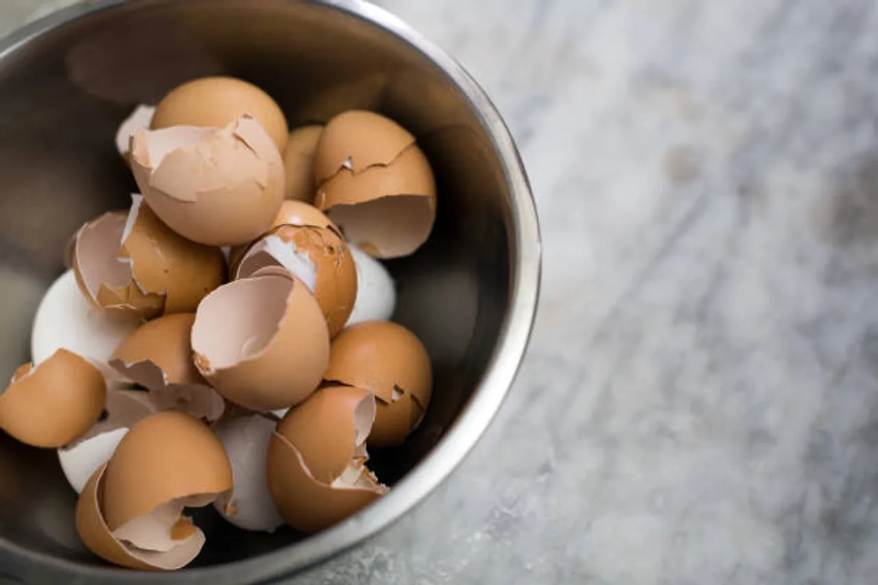 egg shell