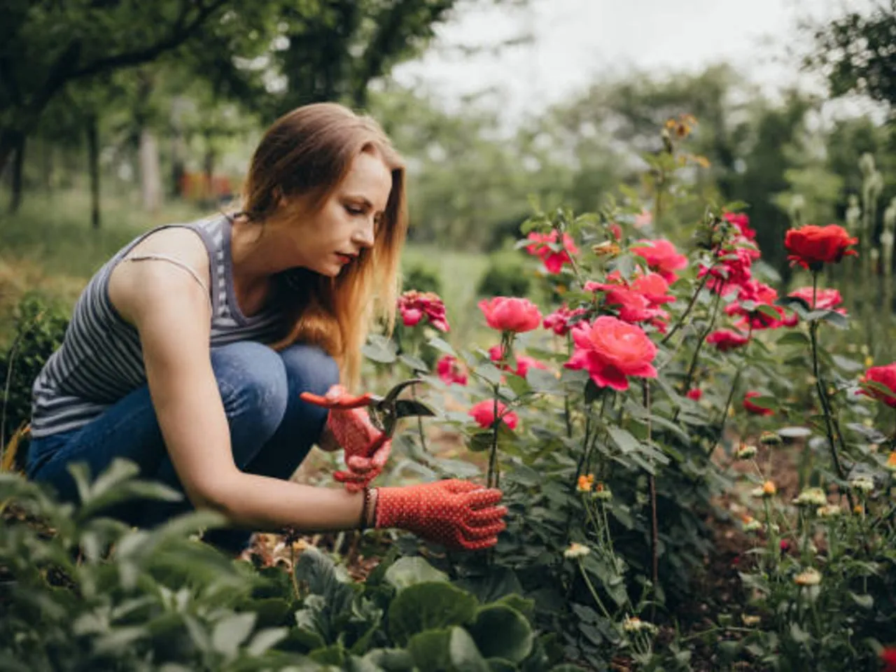 rose plant