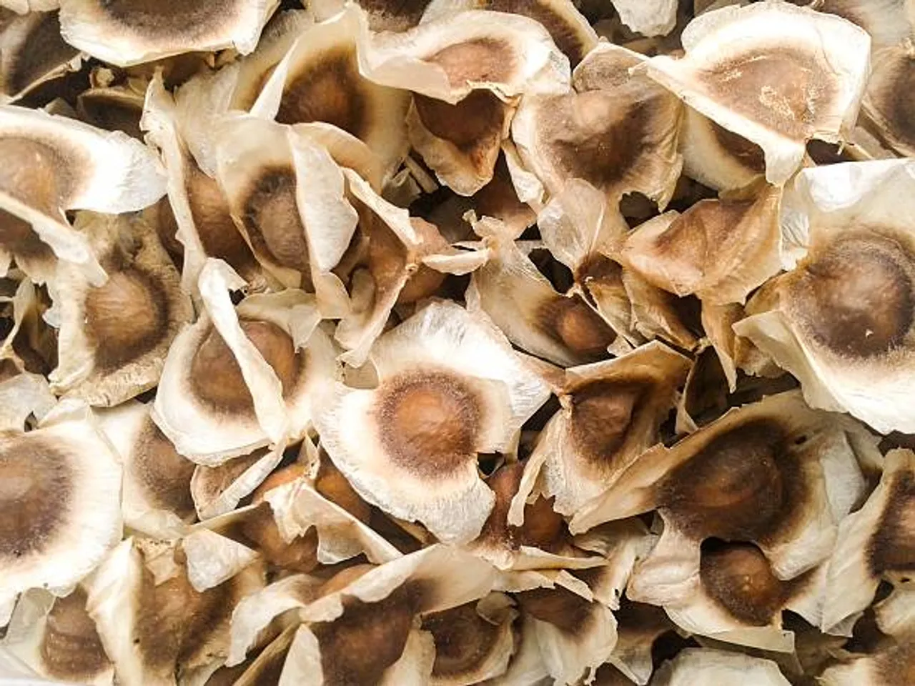 moringa seed