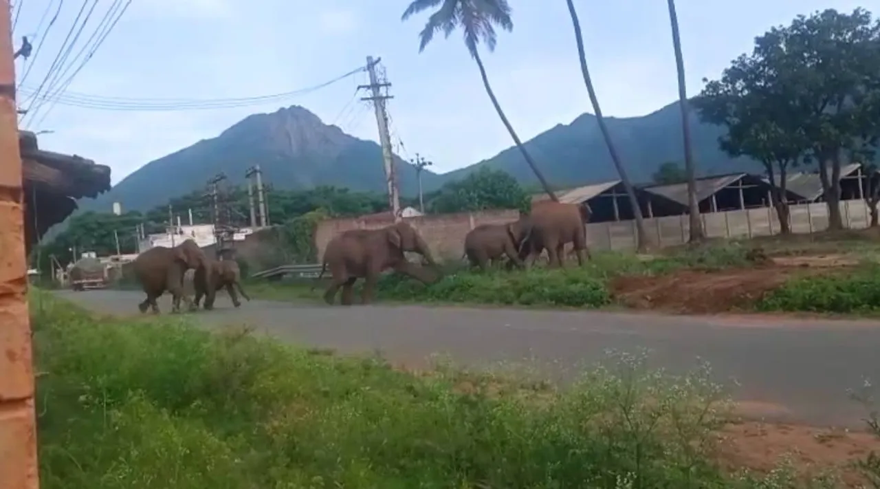 a herd of elephants