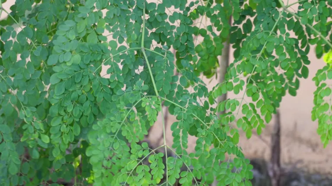 moringa seed