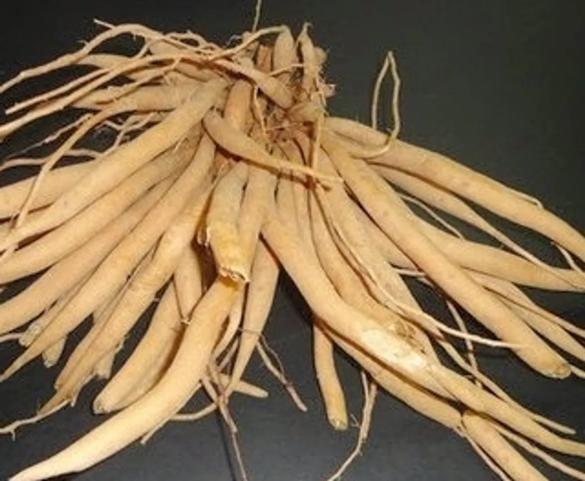 thaneer vittan kizhangu