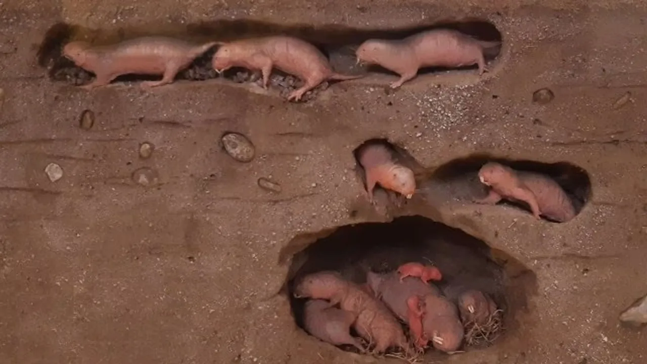 burrowing creatures