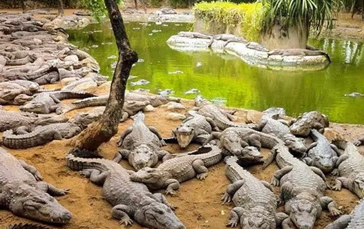 crocodile park