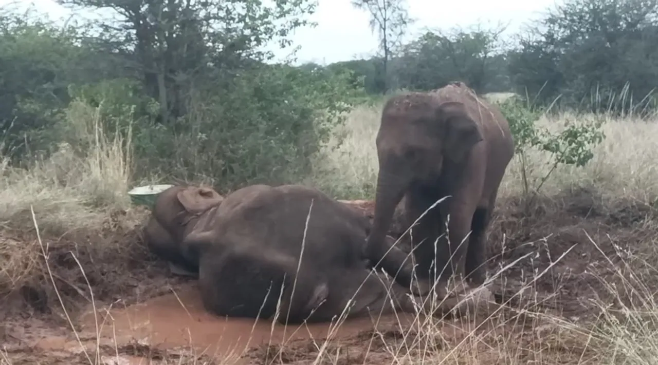 Coimbatore Elephant