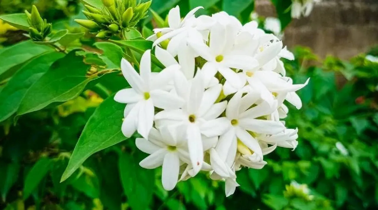 mullai flower