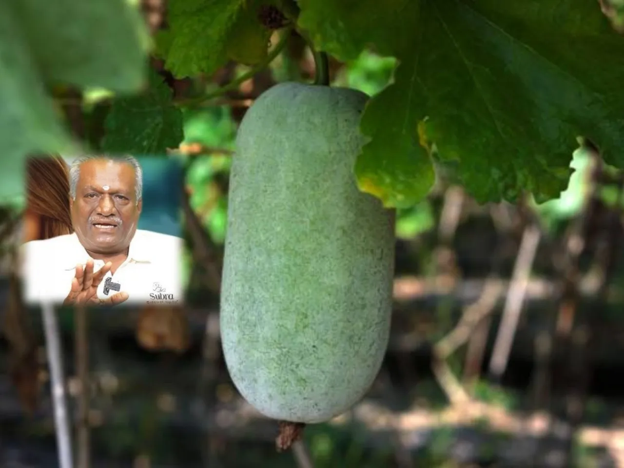 Dr subramanian nachiappan