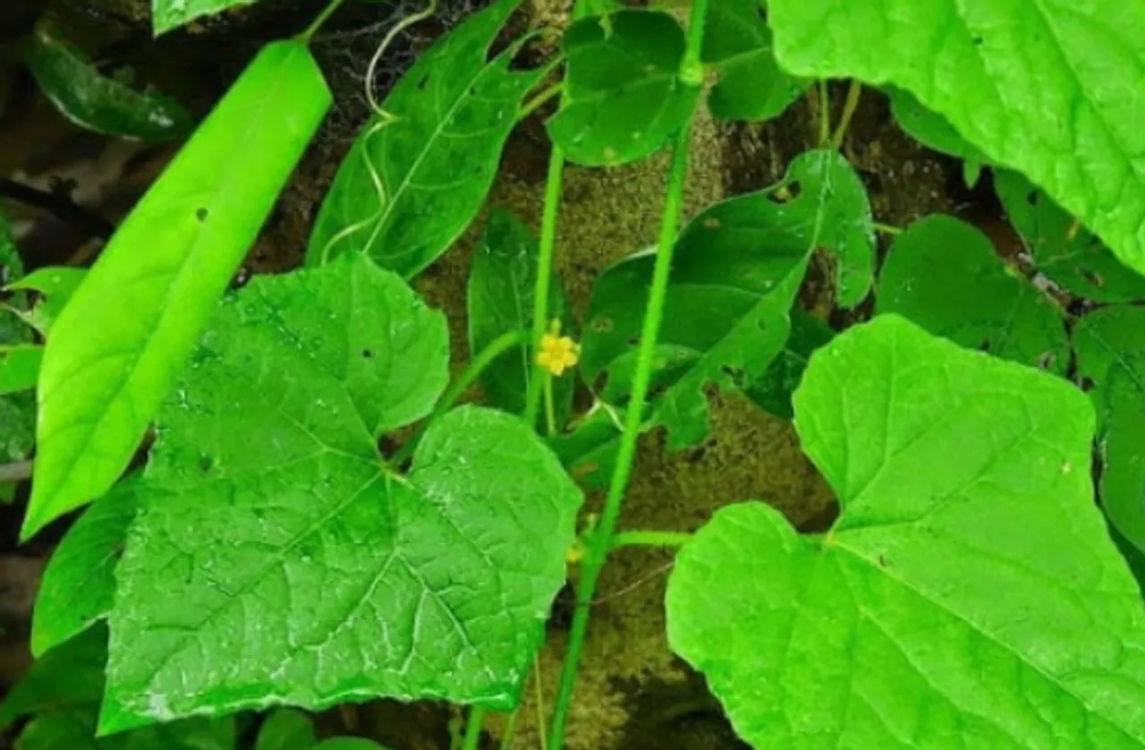 முசுமுசுக்கை