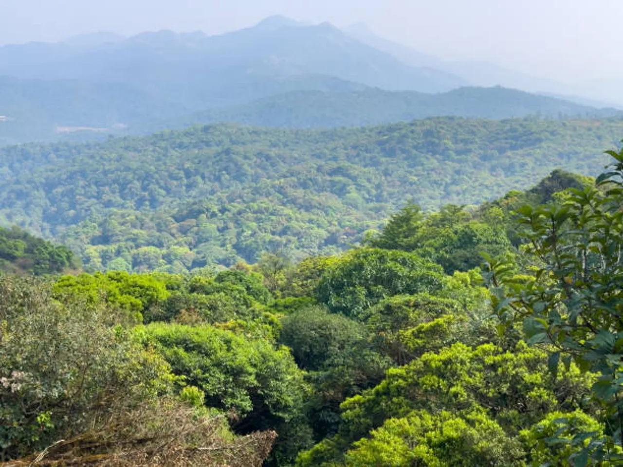 coorg