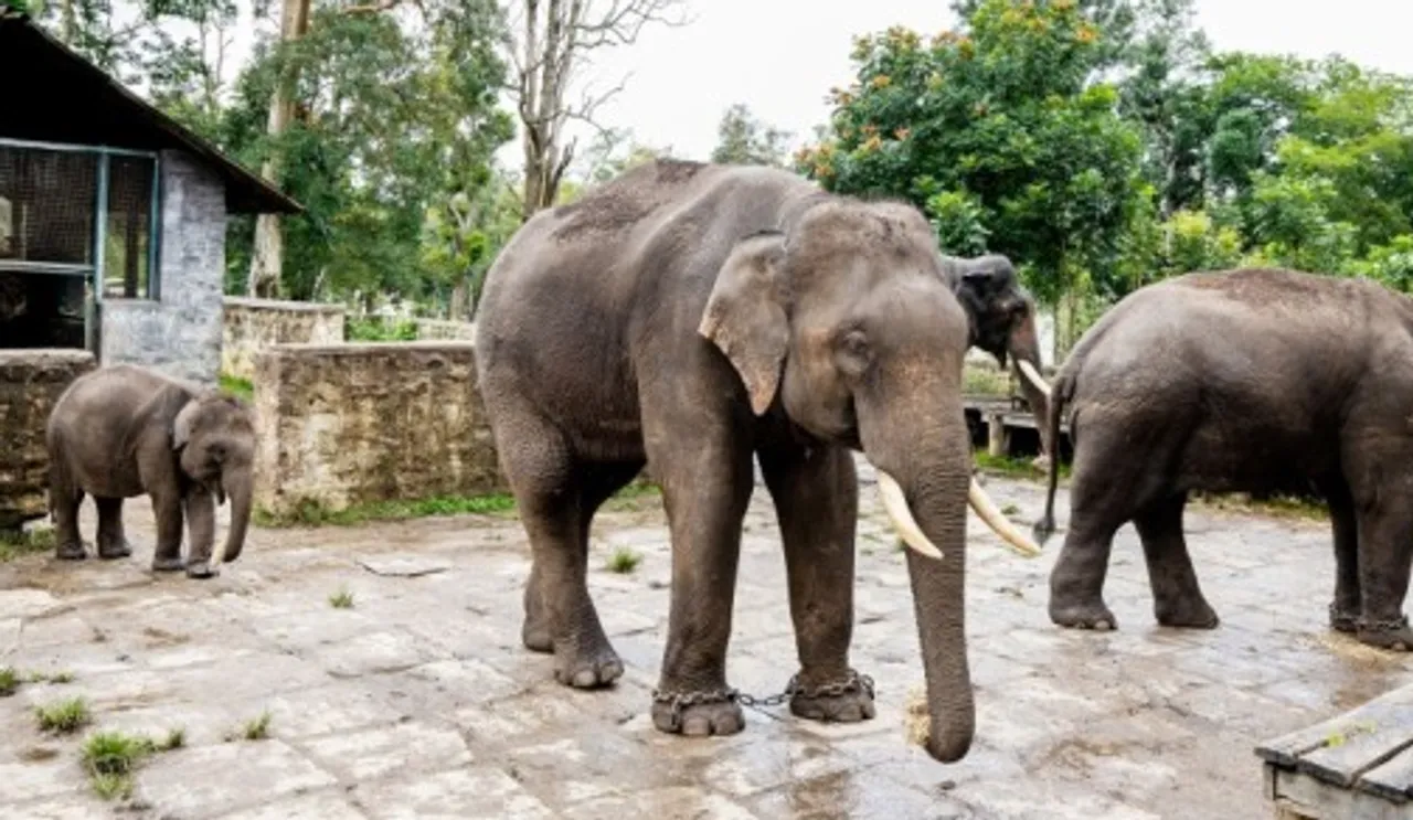 துபாரே யானை முகாம்