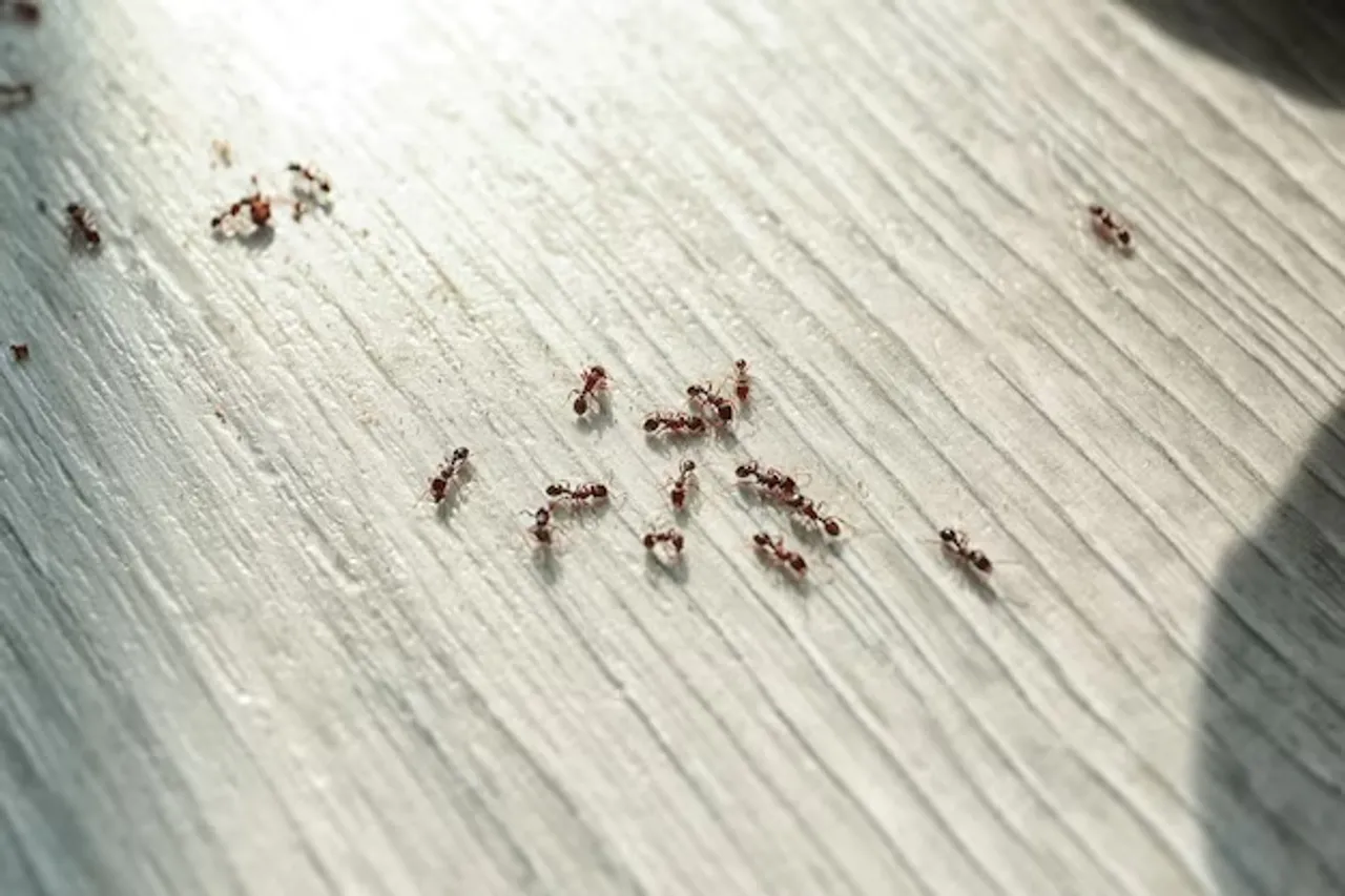 Ant 