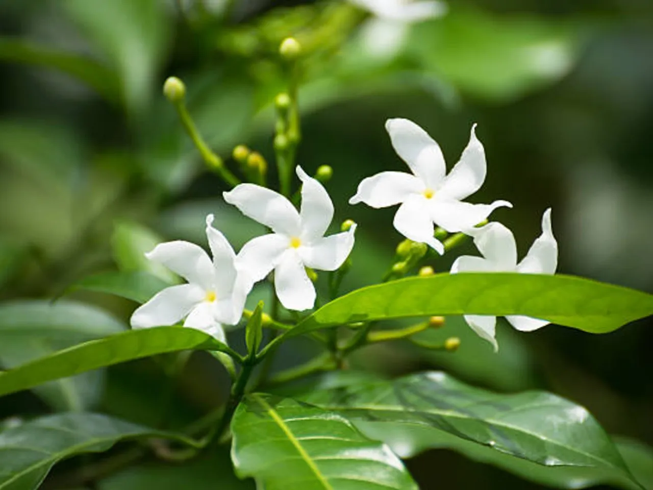 jasmine