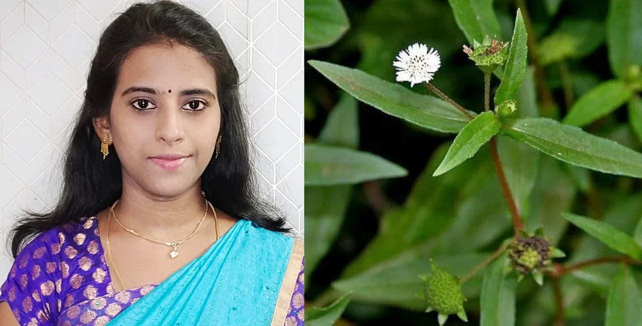 Karisalankanni oil hair growth