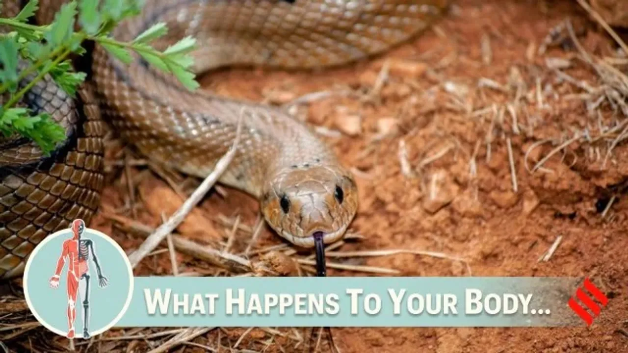 what happens after a snake bite