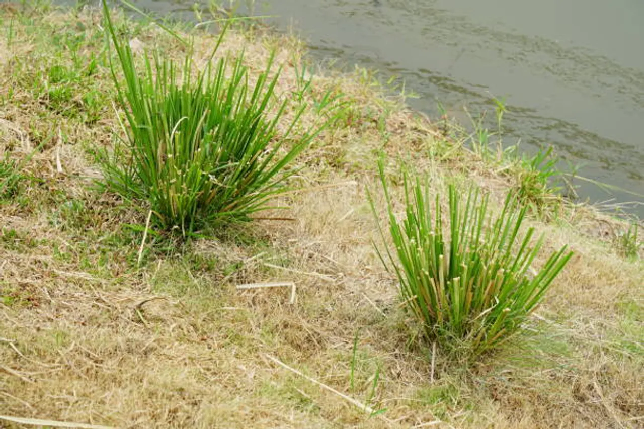 vetiver