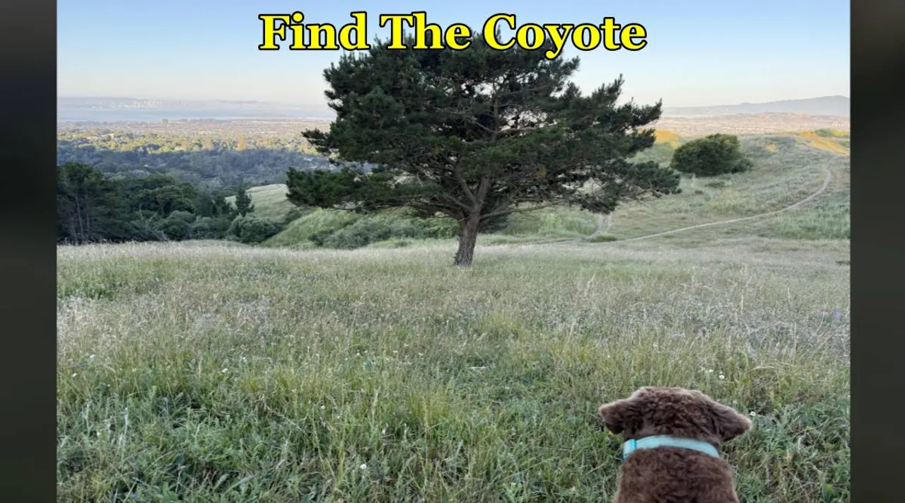 Coyote find