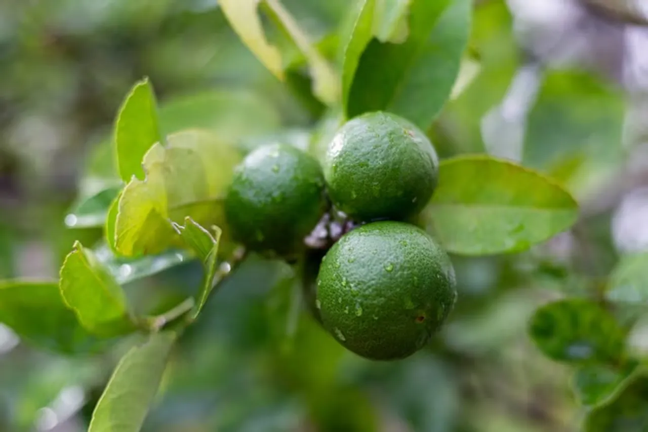 how to grow lemon plant at home