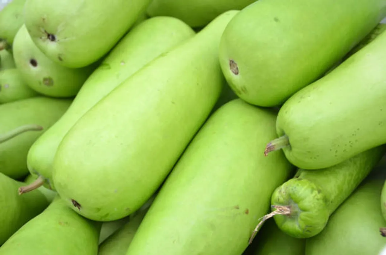 bottle gourd