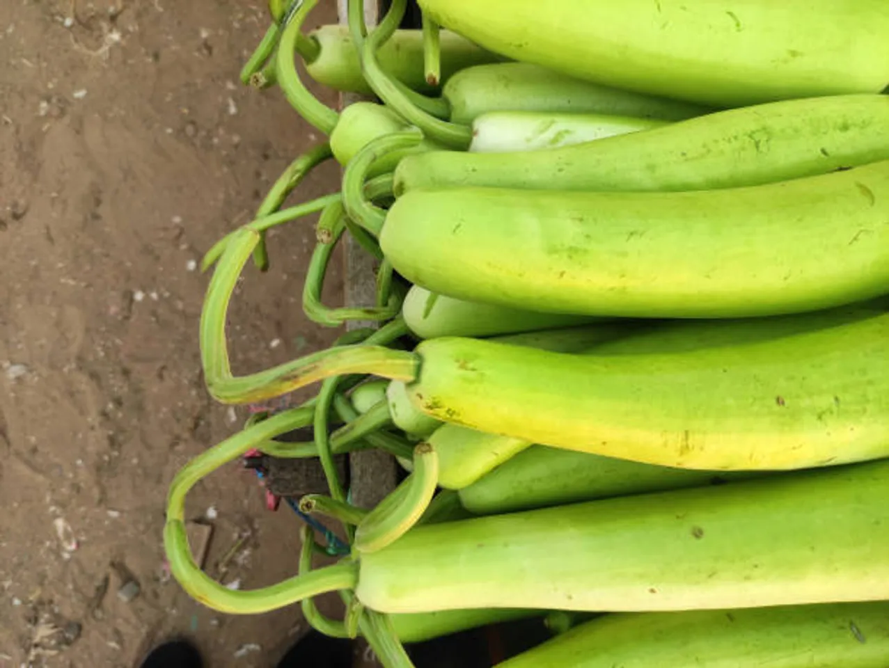 bottle gourd