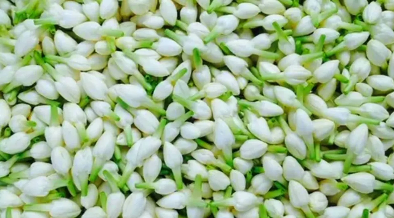 Malligai