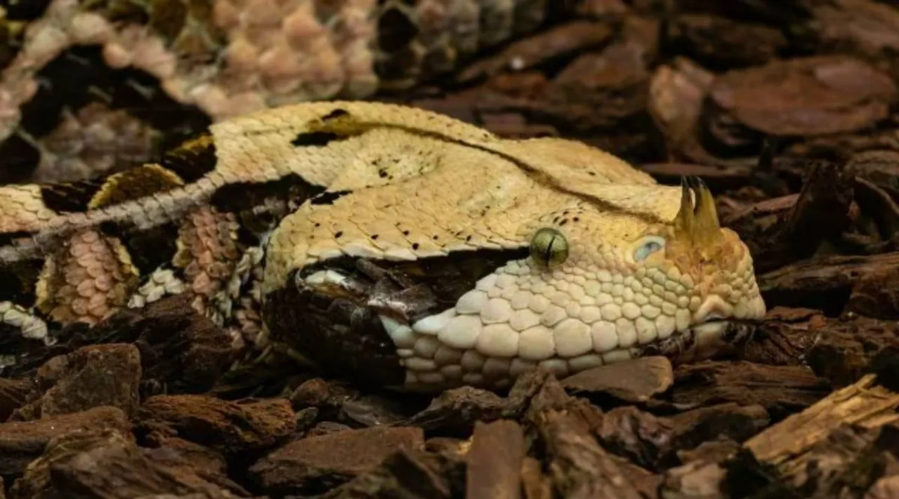 Gaboon viper