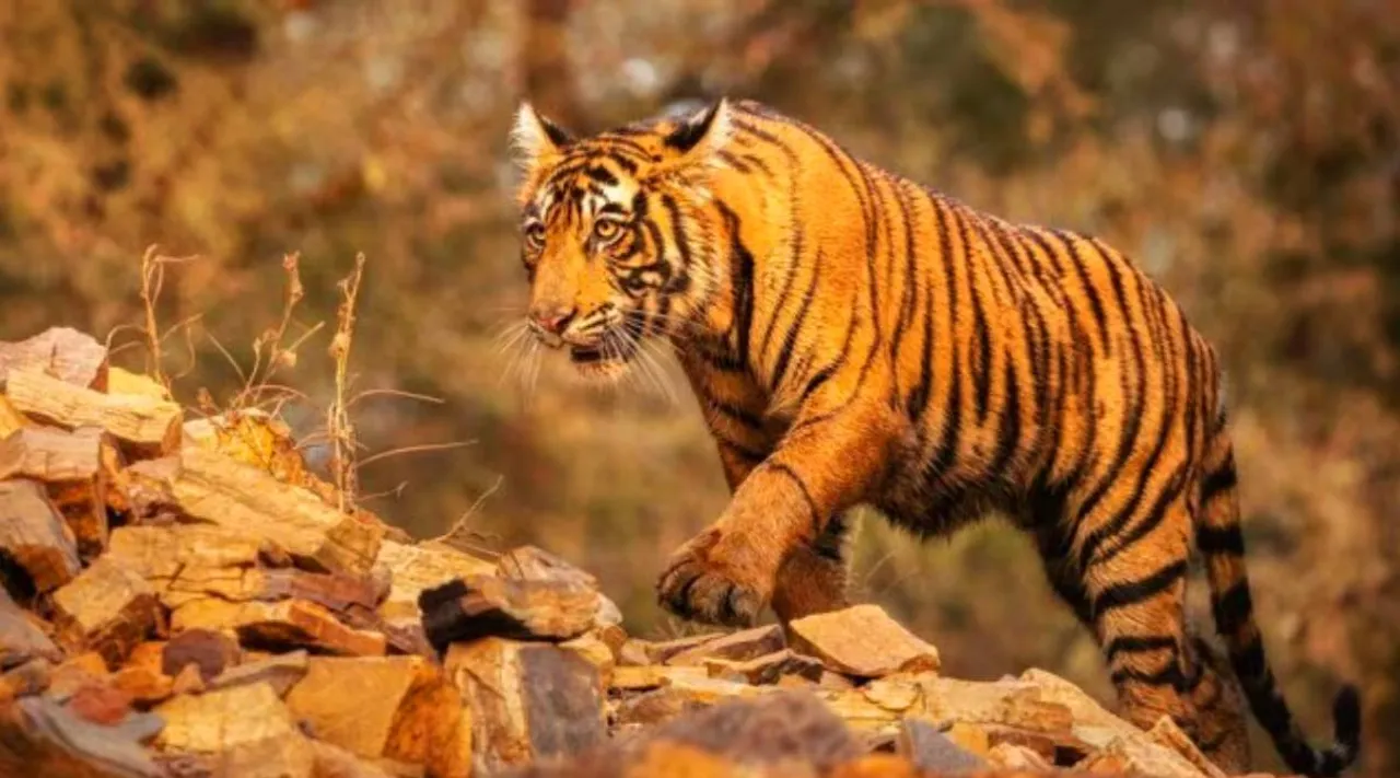 5 special big cats found only in India
