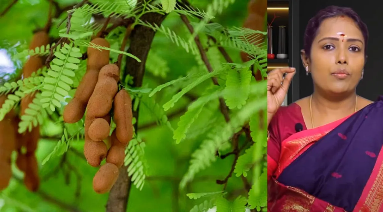 tamarind leaves