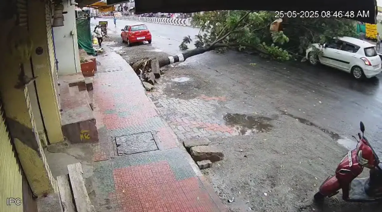 tree falling