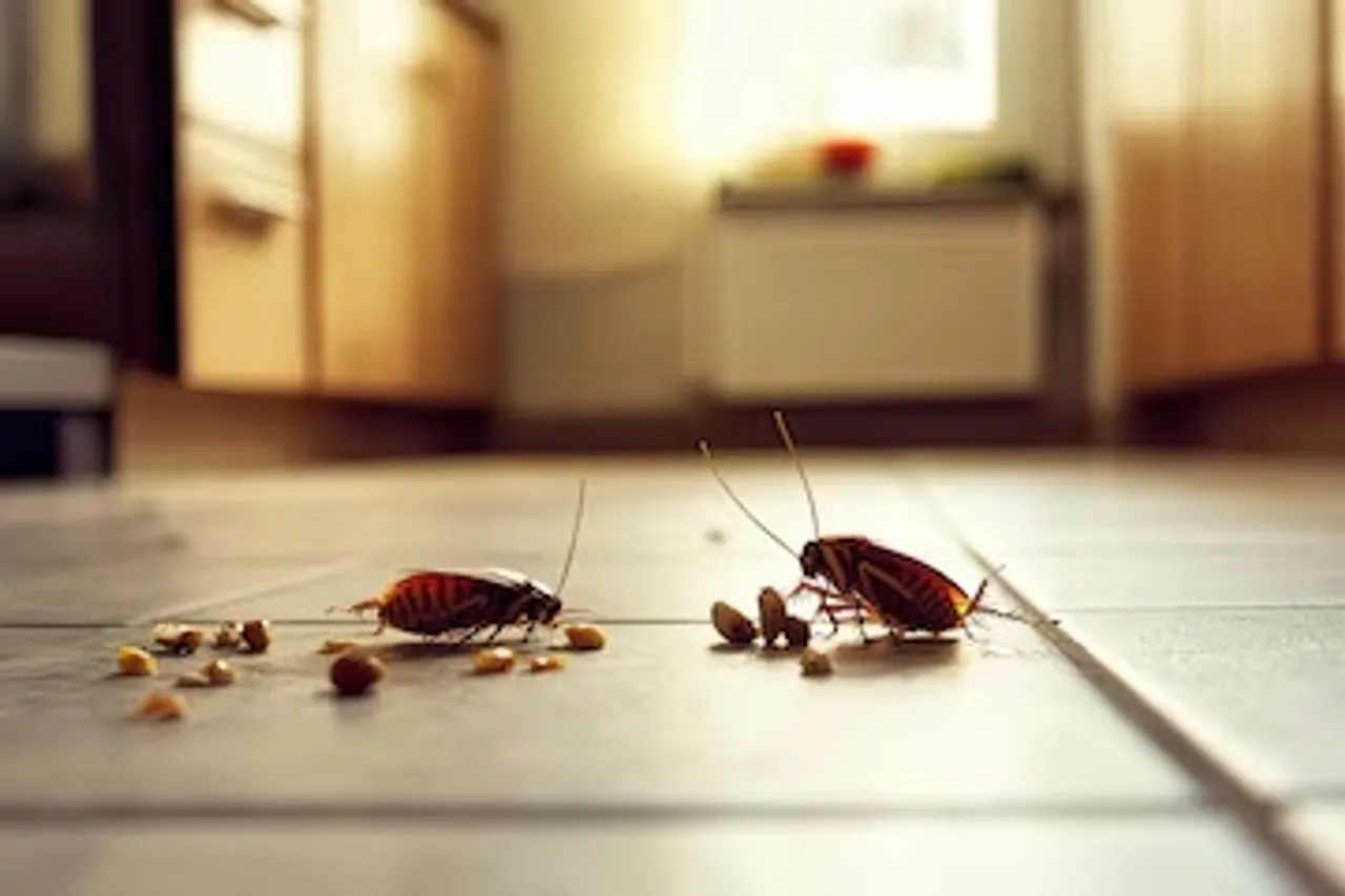 Natural cockroach lizard killer