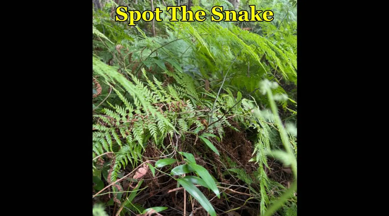 snake