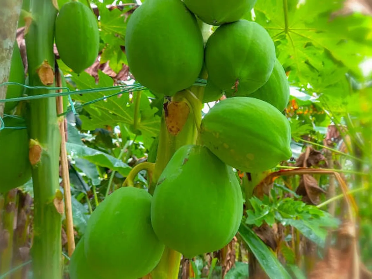 papaya tree