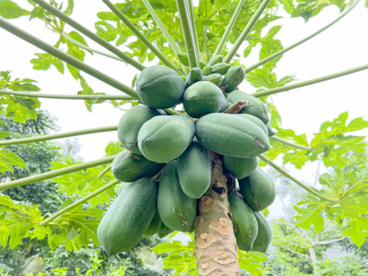 papaya tree