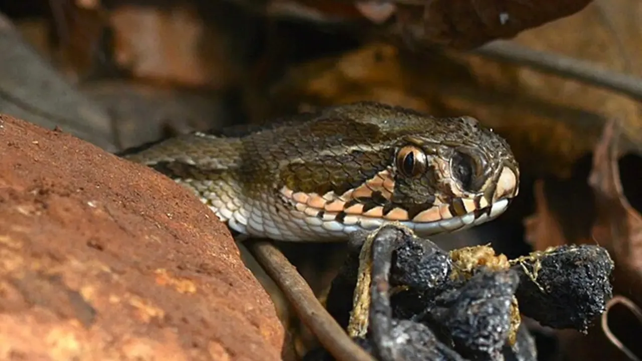 king cobra vs python fight photo