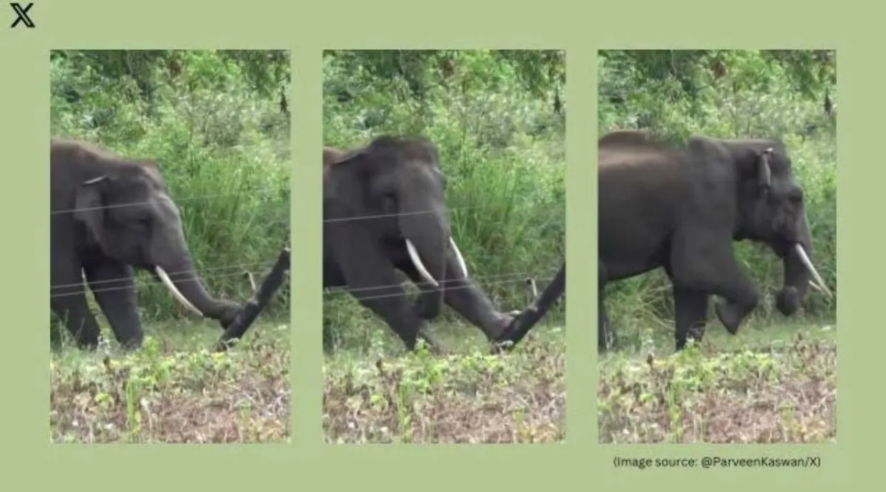elephant