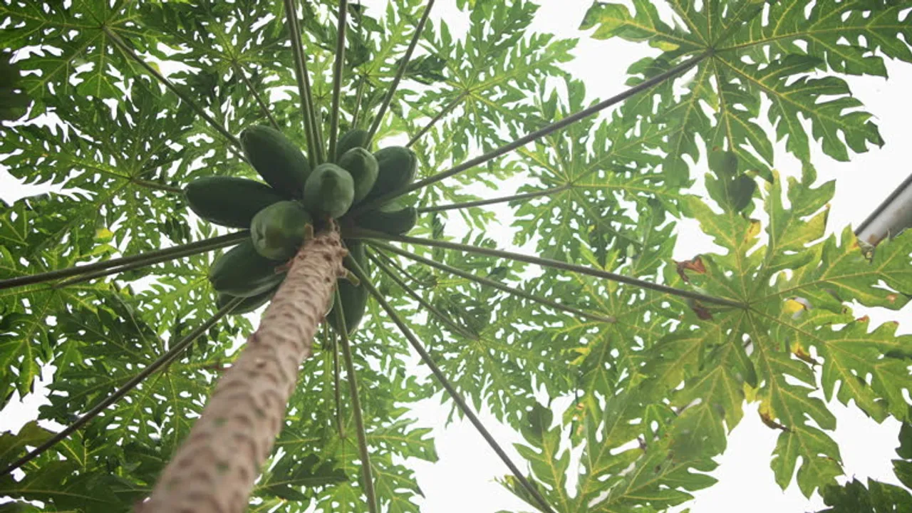 papaya tree