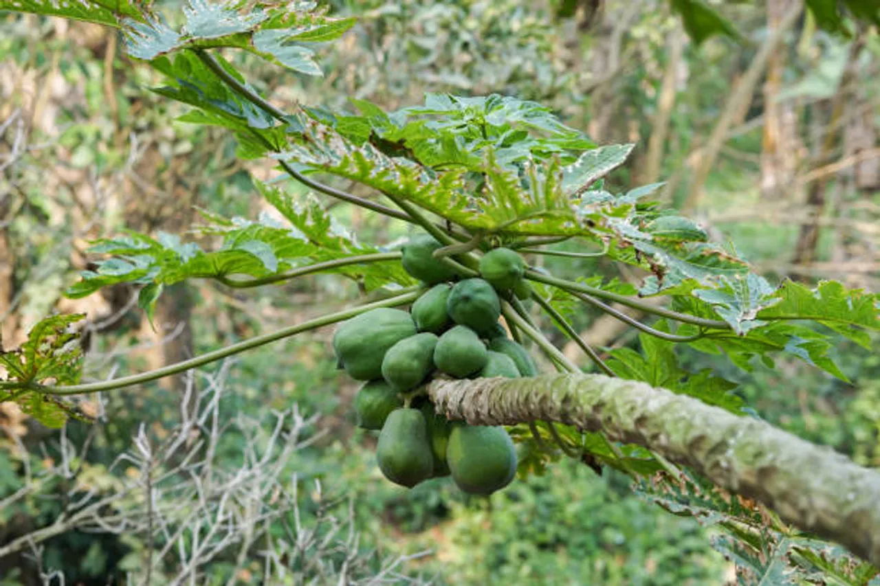 papaya tree