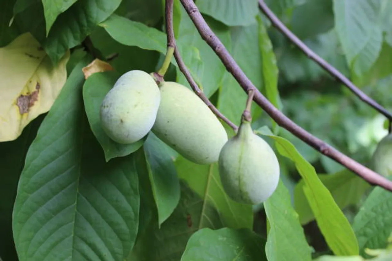 papaya tree