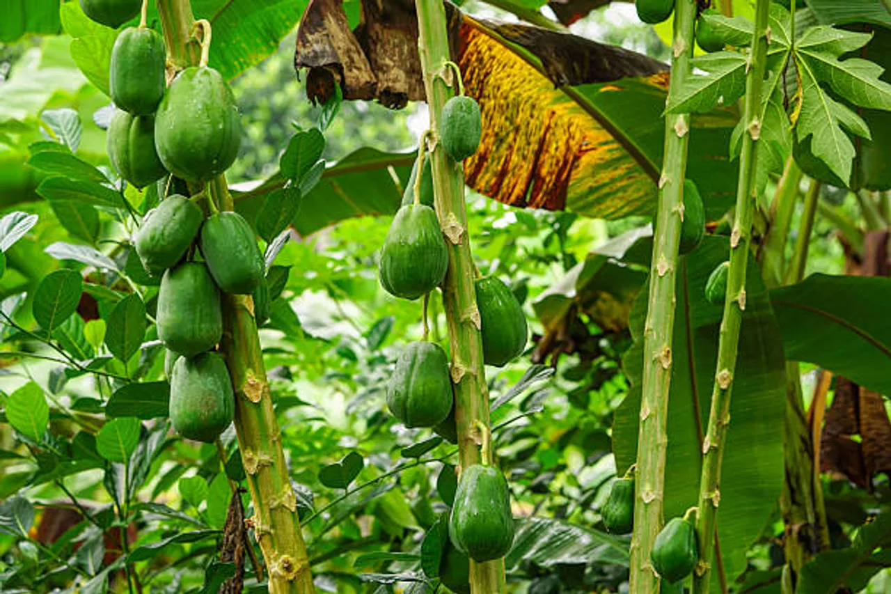 papaya tree