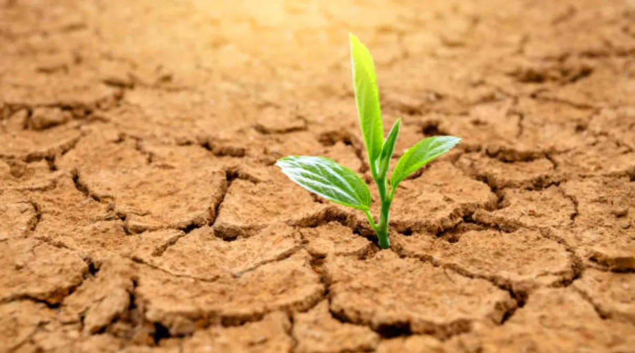 hydrogen peroxide fertilizer for plants 