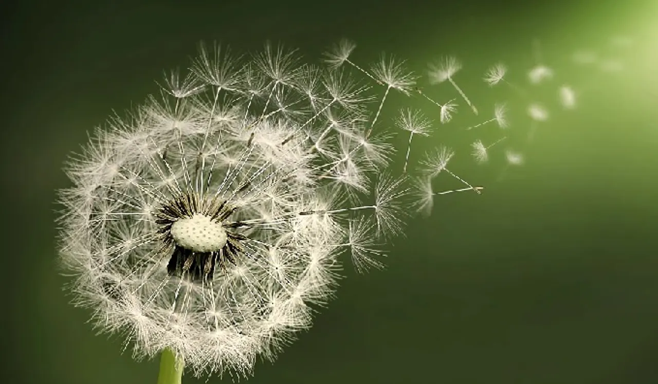 Dandelions