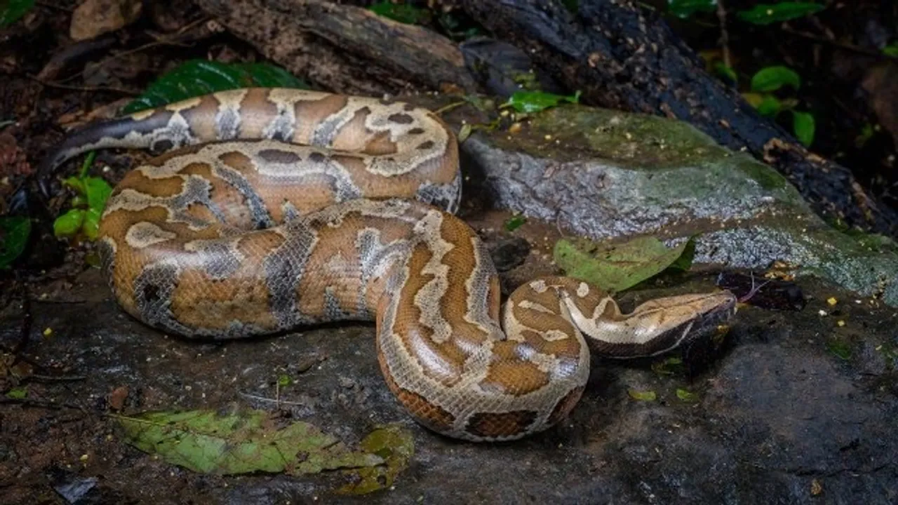 king cobra vs python fight