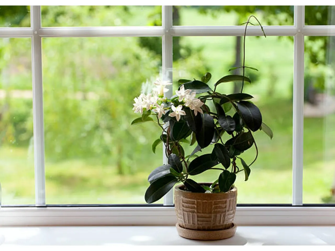 jasmine plant