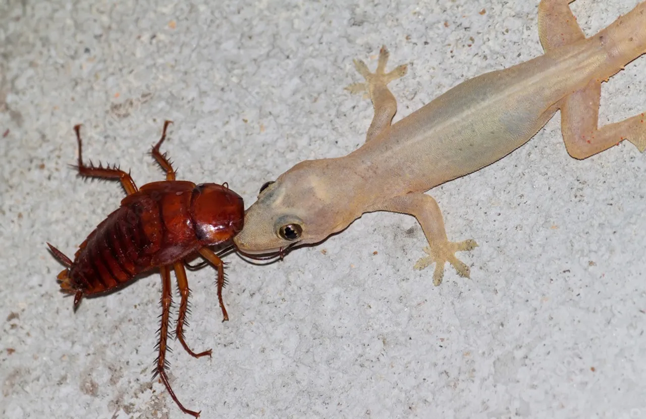 DIY pest control