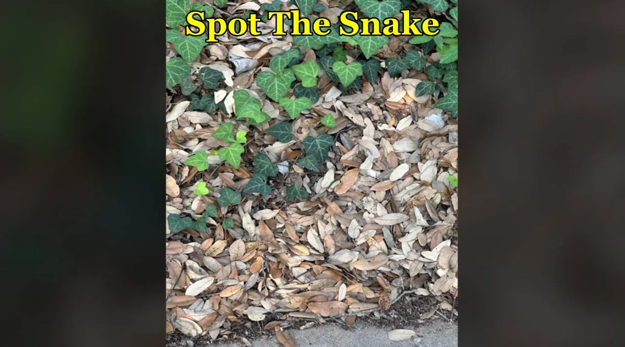 snake