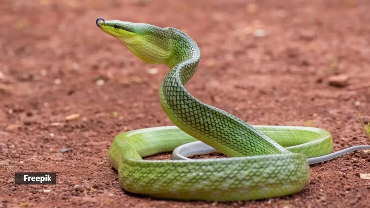 snake