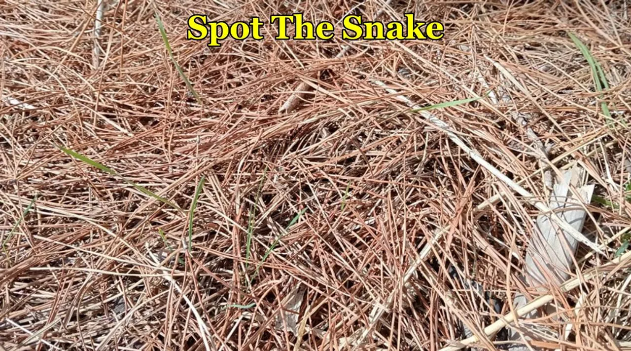 snake